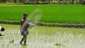 Rice Farming