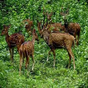 Nagzira Wildlife Sanctuary