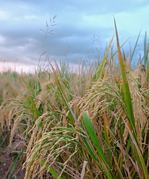 Supporting Jammu's Agricultural Economy